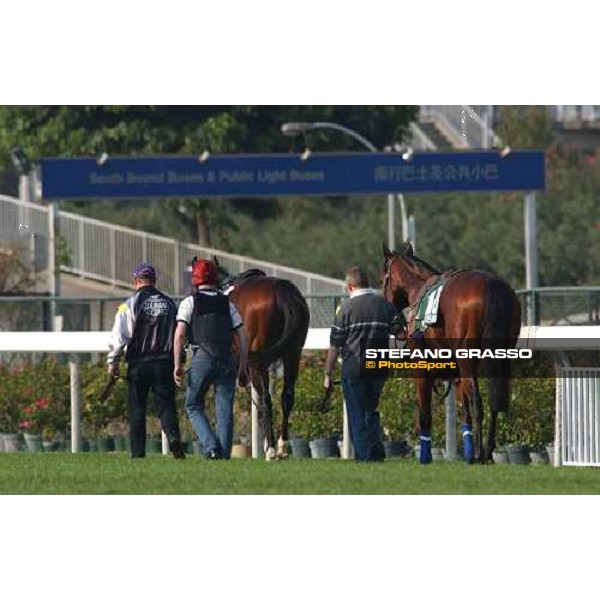 Imperial Dancer and Phoenix Reach going back to the stable Sha Tin - morning works Hong Kong 9th dec. 2004 ph. Stefano Grasso