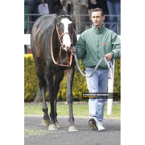 Vedelago and his groom walk in the paddock after winning the Premio Daumier Rome - Capannelle racecourse, 9th april 2012 photo Stefano Grasso