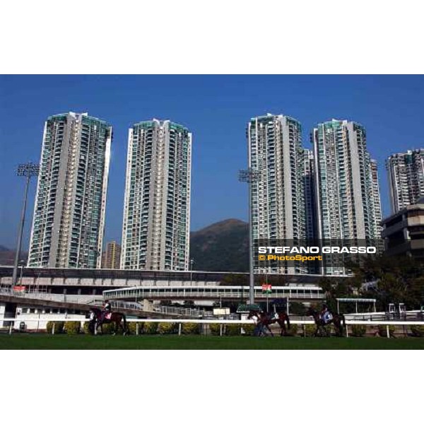 Powerscourt, Phoenix Reach and Valentino go back to the stable Sha Tin - morning works Hong Kong 9th dec. 2004 ph. Stefano Grasso
