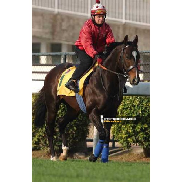 Var Sha Tin - morning works Hong Kong 9th dec. 2004 ph. Stefano Grasso