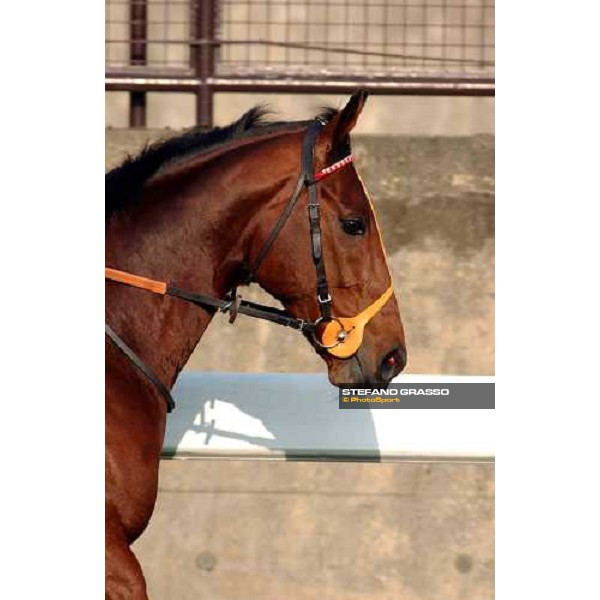 close-up for Warrsan Sha Tin - morning works Hong Kong 9th dec. 2004 ph. Stefano Grasso