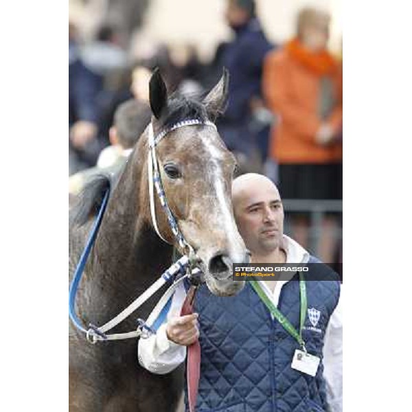 Dark Ray after winning the Premio Torricola Rome - Capannelle racecourse, 9th april 2012 photo Stefano Grasso