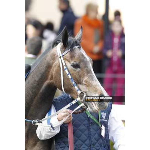 Dark Ray after winning the Premio Torricola Rome - Capannelle racecourse, 9th april 2012 photo Stefano Grasso