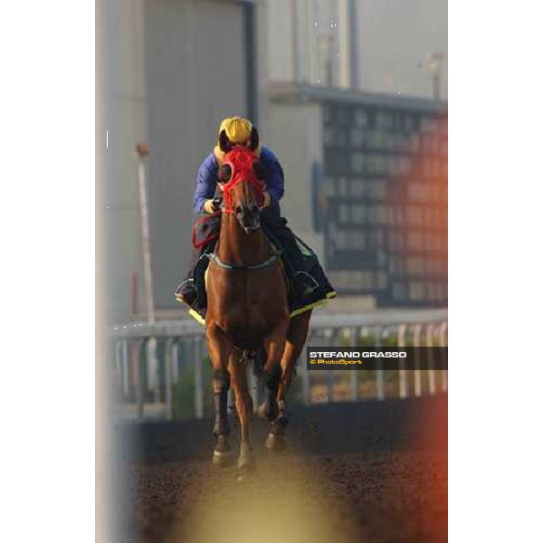 morning works at Sha Tin Hong Kong 9th dec. 2004 ph. Stefano Grasso
