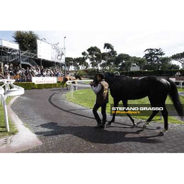 Rio Black Rome - Capannelle racecourse, 9th april 2012 photo Stefano Grasso