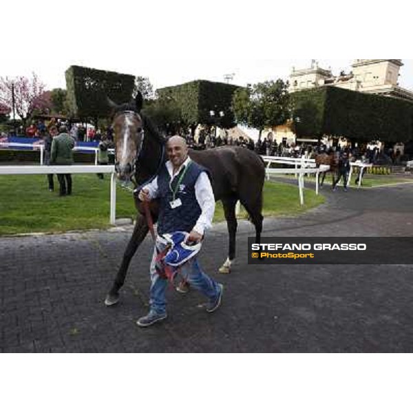 Dark Ray and her groom parade after winning the Premio Torricola Rome - Capannelel racecourse, 9th april 2012 photo Stefano Grasso