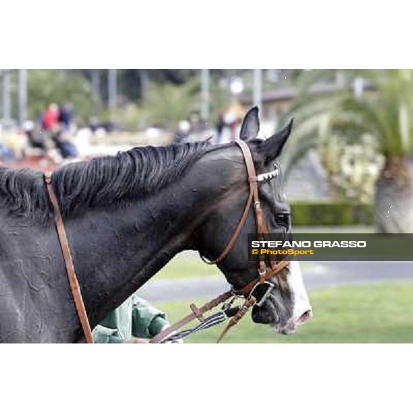 Vedelago Rome - Capannelel racecourse, 9th april 2012 photo Stefano Grasso