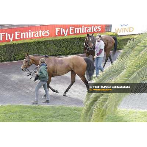 Wedding Fair returns home after winning the Premio The Minstrel Rome - Capannelle racecourse, 9th april 2012 photo Stefano Grasso