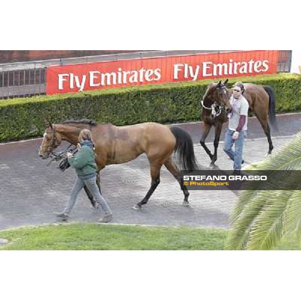 Wedding Fair returns home after winning the Premio The Minstrel Rome - Capannelle racecourse, 9th april 2012 photo Stefano Grasso