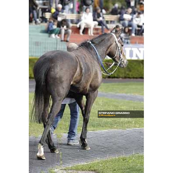 Dark Ray Rome - Capannelle racecourse, 9th april 2012 photo Stefano Grasso