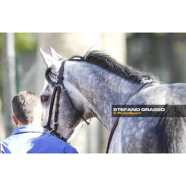 a portrait for Crackerjack King before the start of Premio DBS - Breeze Up Sale Milano - San Siro galopp racecourse, 8th april 2012 photo Stefano Grasso