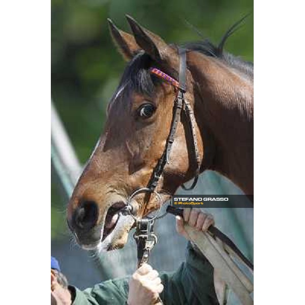 a portrait for Quiza Quiza Quiza before the start of Premio DBS - Breeze Up Sale Milano - San Siro galopp racecourse, 8th april 2012 photo Stefano Grasso