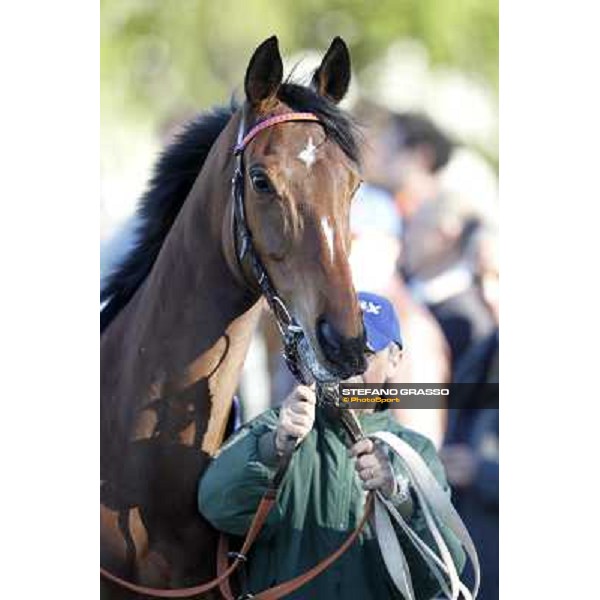 a portrait for Quiza Quiza Quiza before the start of Premio DBS - Breeze Up Sale Milano - San Siro galopp racecourse, 8th april 2012 photo Stefano Grasso