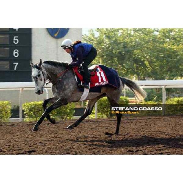 Walkamia Sha Tin - morning works Hong Kong 9th dec. 2004 ph. Stefano Grasso