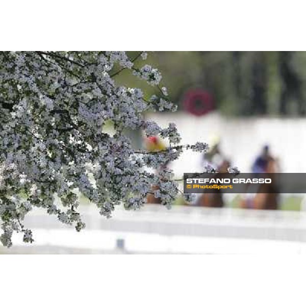 Spring at San Siro galopp racecourse Milano - San Siro galopp racecourse, 8th april 2012 photo Stefano Grasso