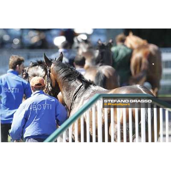 A group of horses return home after the race Milano - San Siro galopp racecourse, 8th april 2012 photo Stefano Grasso