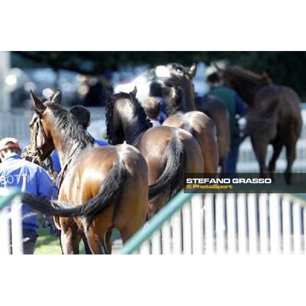 A group of horses return home after the race Milano - San Siro galopp racecourse, 8th april 2012 photo Stefano Grasso