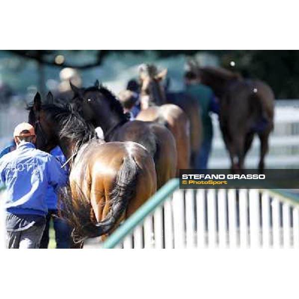 A group of horses return home after the race Milano - San Siro galopp racecourse, 8th april 2012 photo Stefano Grasso