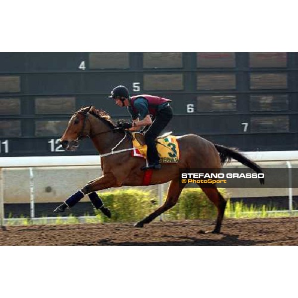 Osterhase Sha Tin - morning works Hong Kong 9th dec. 2004 ph. Stefano Grasso