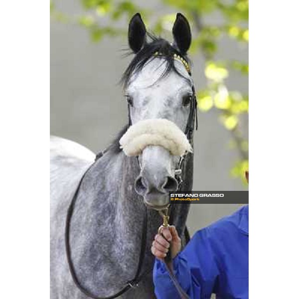 Crackerjack King Milano - San Siro galopp racecourse, 8th april 2012 photo Stefano Grasso