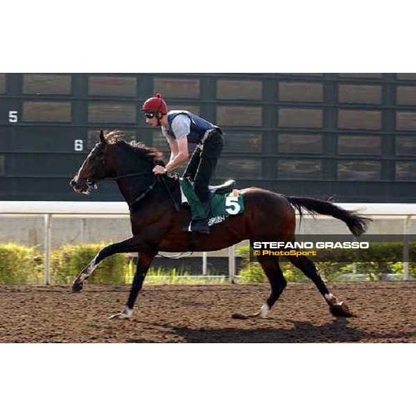 Brian Boru Sha Tin - morning works Hong Kong 9th dec. 2004 ph. Stefano Grasso