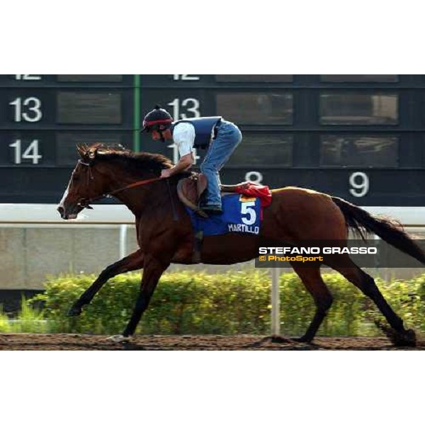 Martillo Sha Tin - morning works Hong Kong 9th dec. 2004 ph. Stefano Grasso