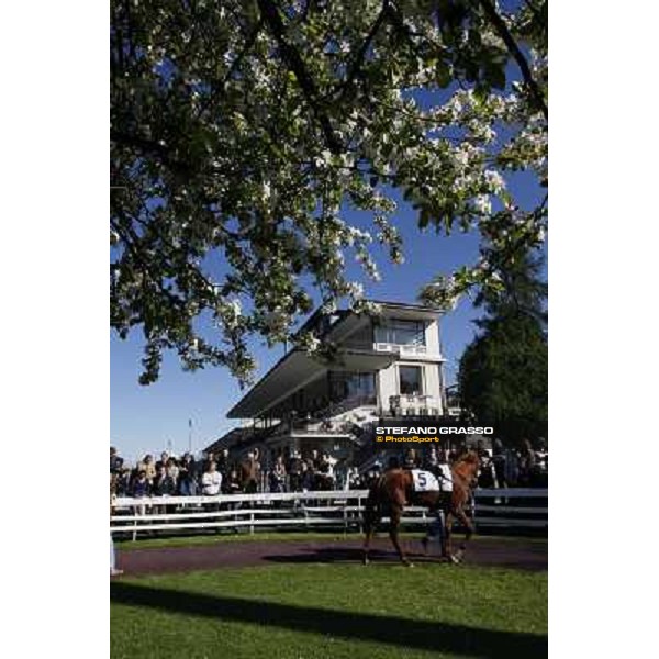 The spring in the paddock Milano - San Siro galopp racecourse, 8th april 2012 photo Stefano Grasso