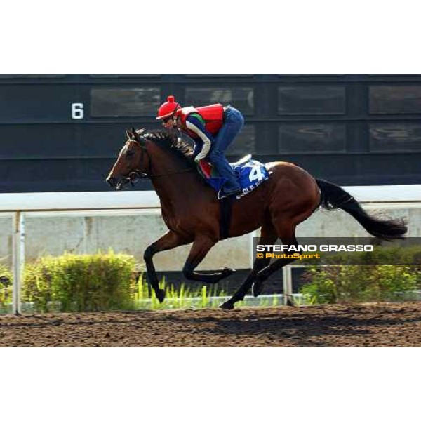 Eagle Rise Sha Tin - morning works Hong Kong 9th dec. 2004 ph. Stefano Grasso