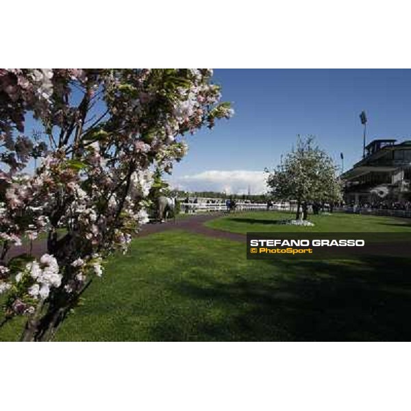 The Spring is in the paddock Milano - San Siro galopp racecourse, 8th april 2012 photo Stefano Grasso