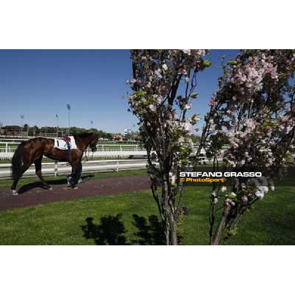 The Spring is in the paddock Milano - San Siro galopp racecourse, 8th april 2012 photo Stefano Grasso