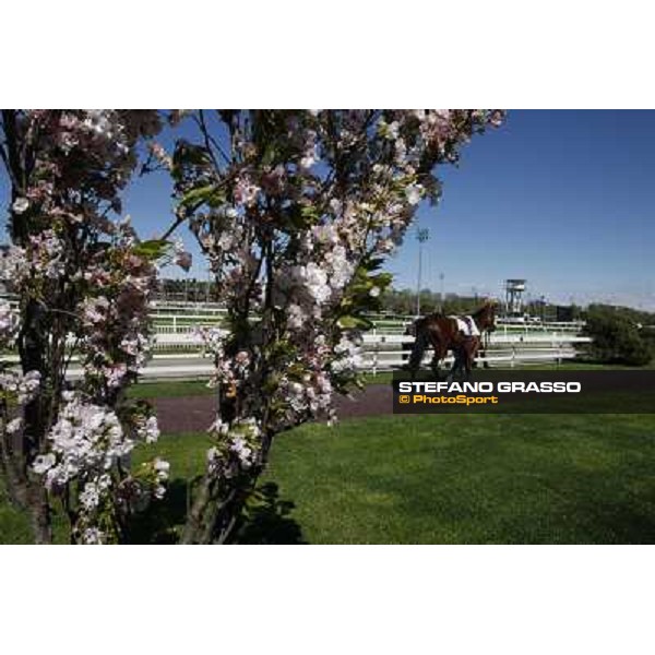 The Spring is in the paddock Milano - San Siro galopp racecourse, 8th april 2012 photo Stefano Grasso