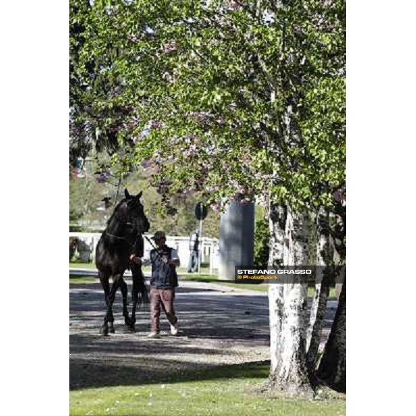 The spring is in the paddock Milano - San Siro galopp racecourse, 8th april 2012 photo Stefano Grasso