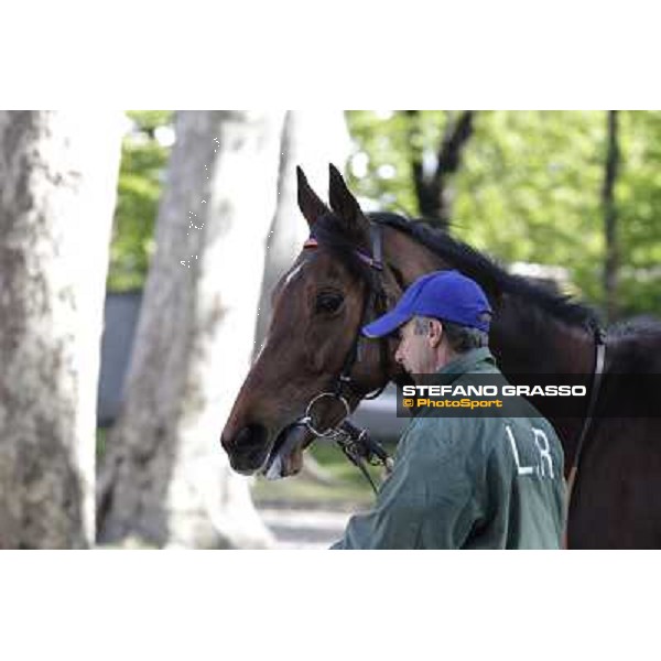 A portrait for Quiza Quiza Quiza Milano - San Siro galopp racecourse, 8th april 2012 photo Stefano Grasso