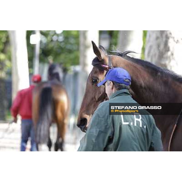 A portrait for Quiza Quiza Quiza Milano - San Siro galopp racecourse, 8th april 2012 photo Stefano Grasso