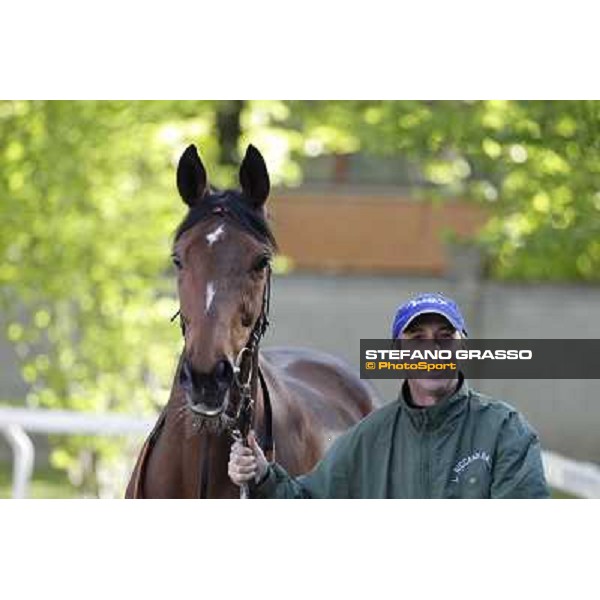 A portrait for Quiza Quiza Quiza Milano - San Siro galopp racecourse, 8th april 2012 photo Stefano Grasso