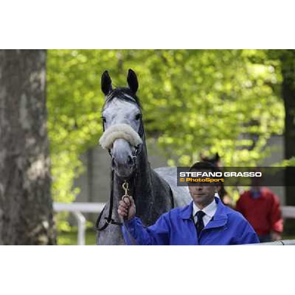 A portrait for Crackerjack King Milano - San Siro galopp racecourse, 8th april 2012 photo Stefano Grasso