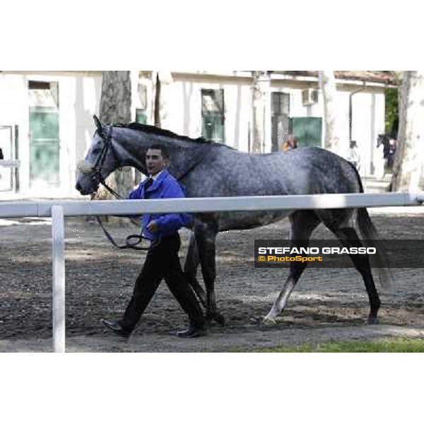 A portrait for Crackerjack King Milano - San Siro galopp racecourse, 8th april 2012 photo Stefano Grasso