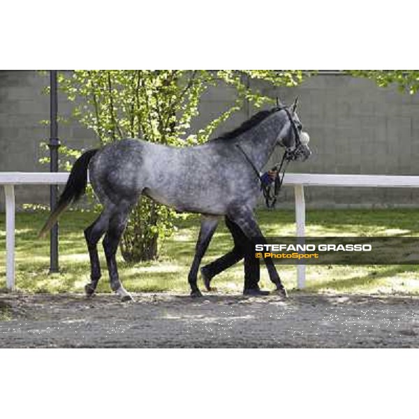 A portrait for Crackerjack King Milano - San Siro galopp racecourse, 8th april 2012 photo Stefano Grasso