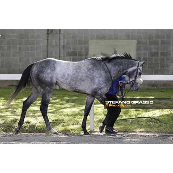 A portrait for Crackerjack King Milano - San Siro galopp racecourse, 8th april 2012 photo Stefano Grasso