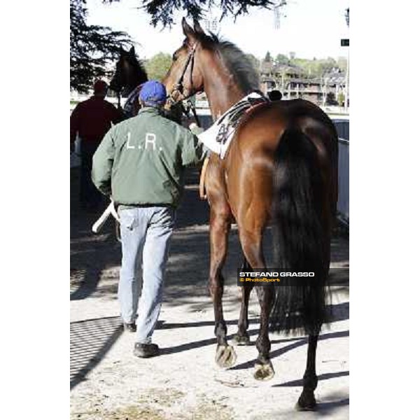 A portrait for Quiza Quiza Quiza Milano - San Siro galopp racecourse, 8th april 2012 photo Stefano Grasso