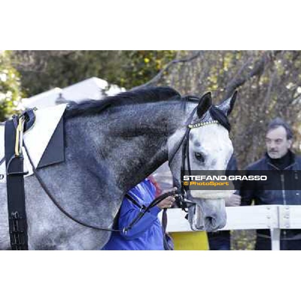 A portrait for Crackerjack King Milano - San Siro galopp racecourse, 8th april 2012 photo Stefano Grasso