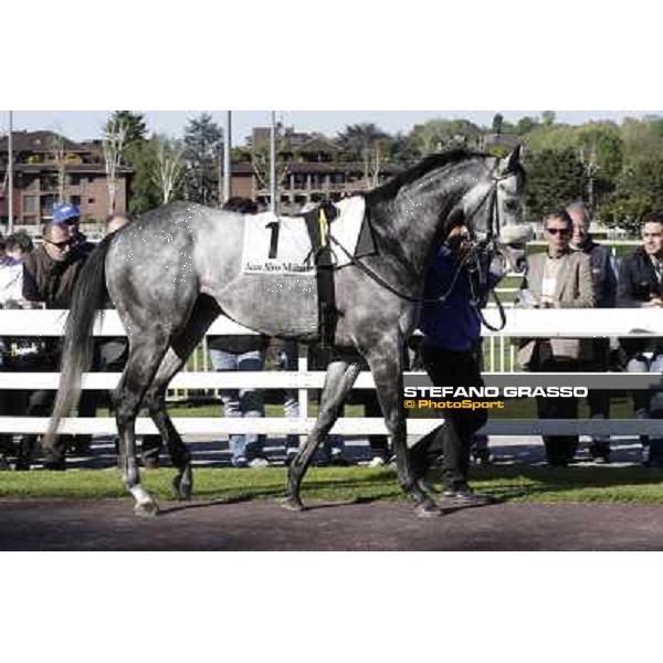 A portrait for Crackerjack King Milano - San Siro galopp racecourse, 8th april 2012 photo Stefano Grasso