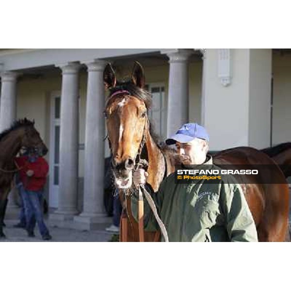 A portrait for Quiza Quiza Quiza Milano - San Siro galopp racecourse, 8th april 2012 photo Stefano Grasso