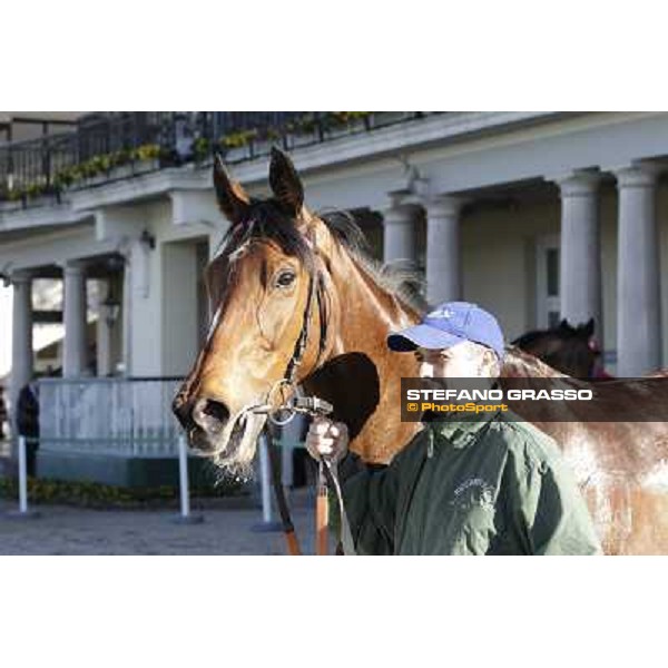 A portrait for Quiza Quiza Quiza Milano - San Siro galopp racecourse, 8th april 2012 photo Stefano Grasso