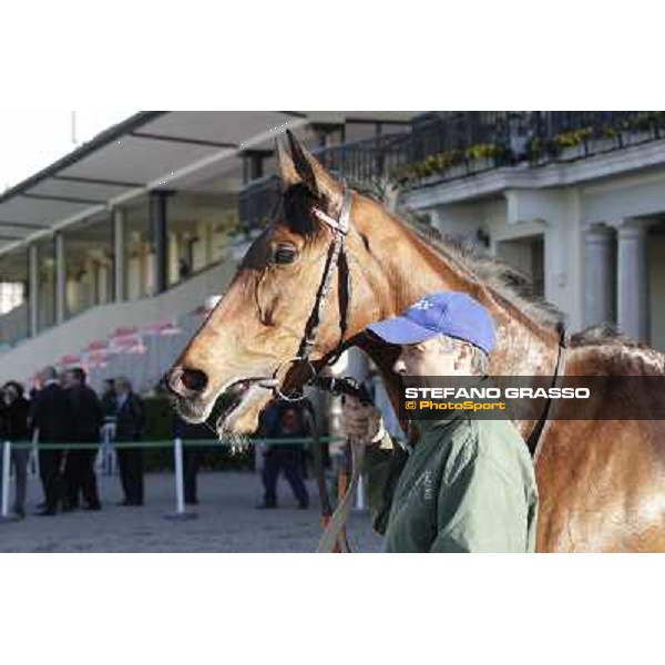 A portrait for Quiza Quiza Quiza Milano - San Siro galopp racecourse, 8th april 2012 photo Stefano Grasso