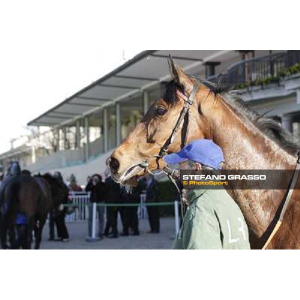 A portrait for Quiza Quiza Quiza Milano - San Siro galopp racecourse, 8th april 2012 photo Stefano Grasso