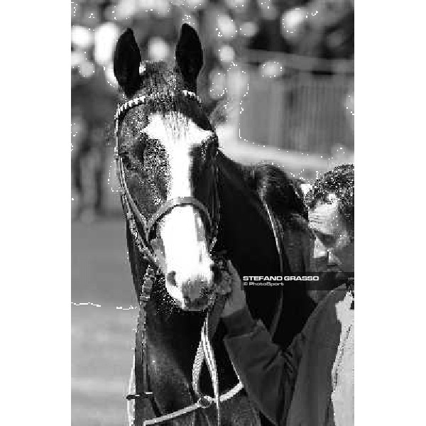 A portrait for Vedelago walking in the paddock before winning the Premio Daumier Rome - Capannelle racecourse, 9th april 2012 photo Stefano Grasso