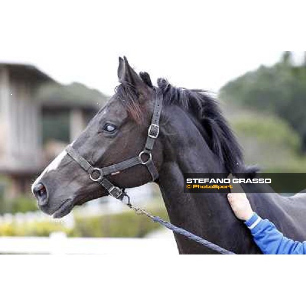 A caress for Laghat by his owner and gentleman rider Federico De Paola Rome - Capannelle racecourse 15th april 2012 ph.Stefano Grasso