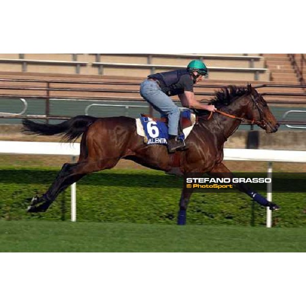 Valentino Sha Tin - morning works Hong Kong 9th dec. 2004 ph. Stefano Grasso