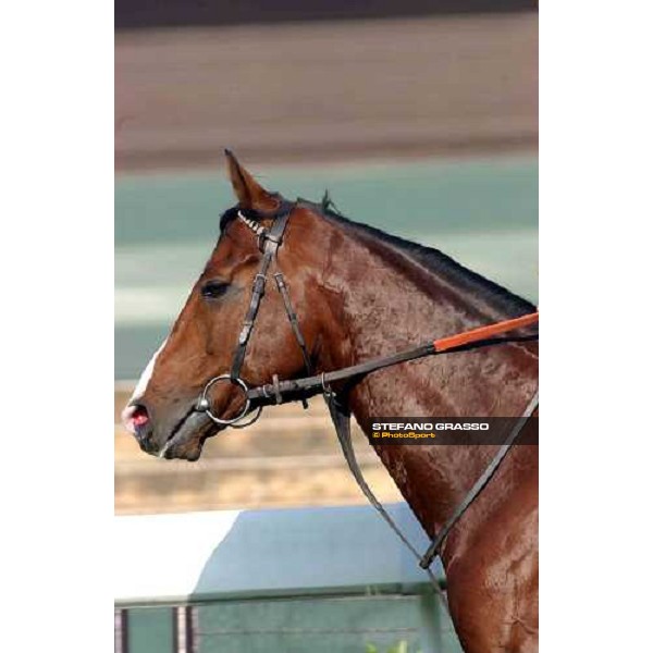 Phoenix Reach morning track works at Sha Tin Hong Kong 10th dec.2004 ph. Stefano Grasso